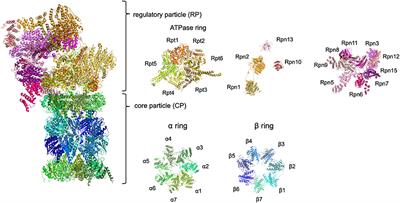 Dynamic Regulation of Proteasome Expression